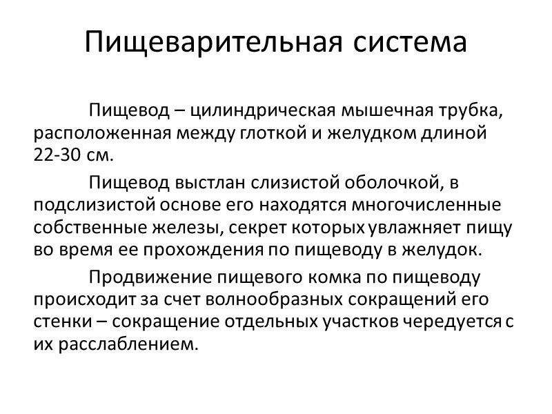 Пищевод – цилиндрическая мышечная трубка, расположенная между глоткой и желудком длиной 22-30 см. 